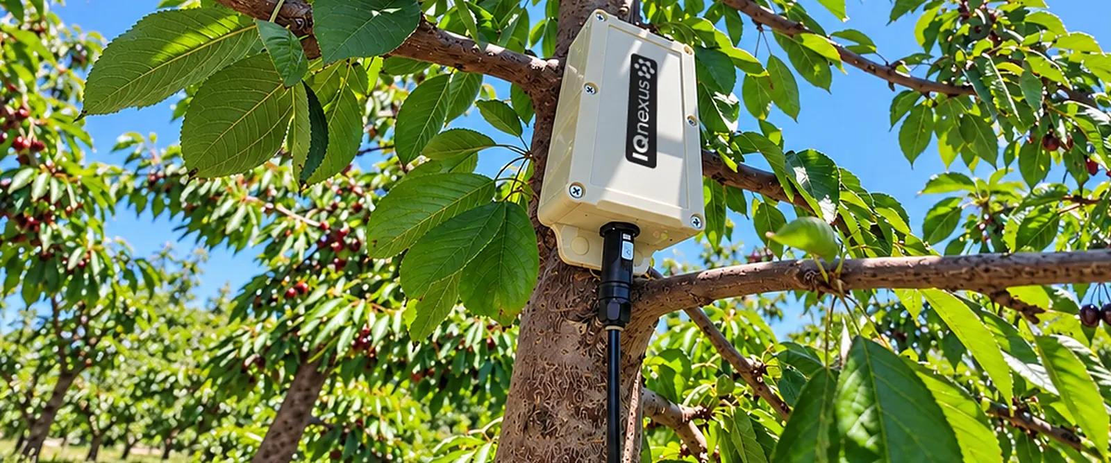 Sensor en huerto de cerezos