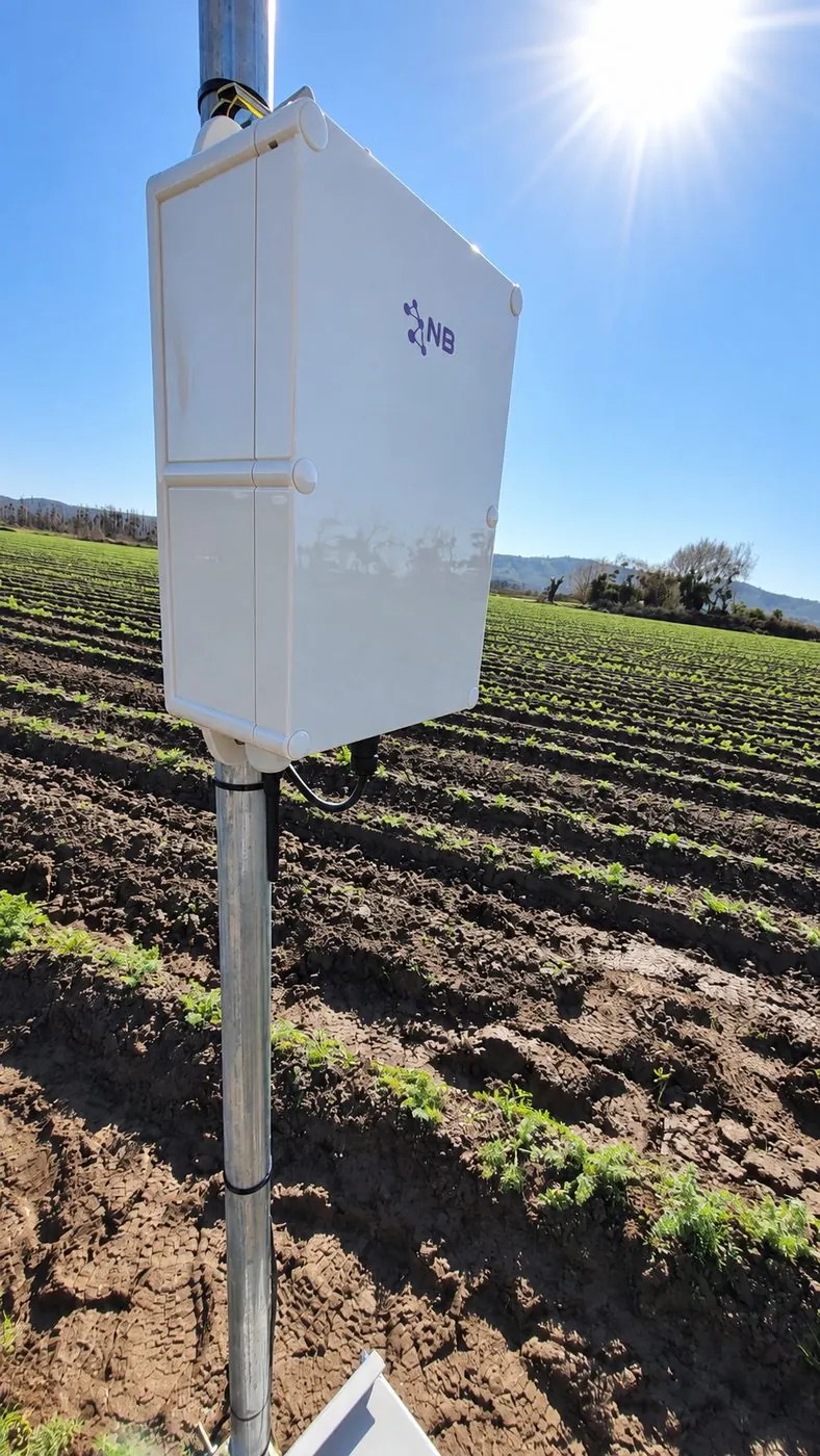 Nodo Narrowbits en poste, en un campo de cultivo